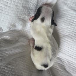 Japanese Chin Puppies from Chincredible Puppies