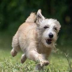 Miniature American Shepherds from Kaprikorn