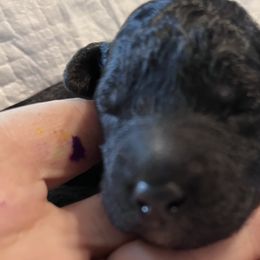 Spring (green collar) - Black and white Aussiedoodle puppy in Maple Valley, Washington from Feather Valley Farm