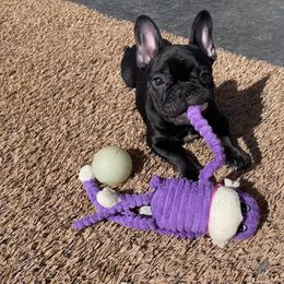 French Bulldog Puppies from Blue Lotus Frenchies