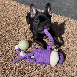 French Bulldog Puppies from Blue Lotus Frenchies