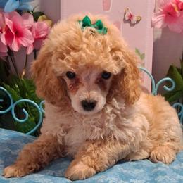 Pekingese, Poodle, and Shih Tzu Puppies from Happy puppies