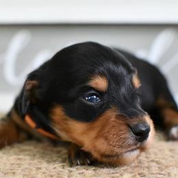 Orange collar boy - Black and tan male Dachshund puppy in Empire, Alabama from Heart of Dixie Kennel
