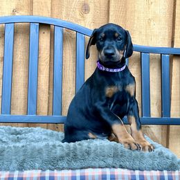 Doberman Pinscher Puppies from JM Dobermans