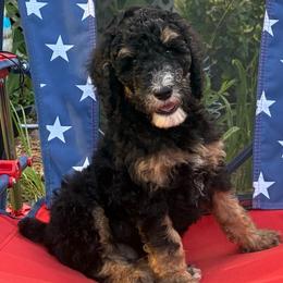 Phantom Boy 3 - Phantom male Poodle puppy in Jesup, Georgia from Altamaha Mud Poodles LLC.
