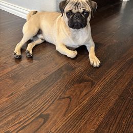 A. J. - Pug