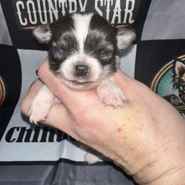 Cedar - Sable spotted white male Chihuahua puppy in Palmyra, Indiana from Country Star Chihuahuas