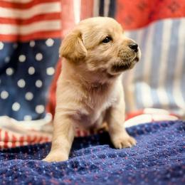 Boy 1 - Yellow male Labrador Retriever puppy in Latrobe, Pennsylvania from Stone Shoe Ranch Labrador Retrievers