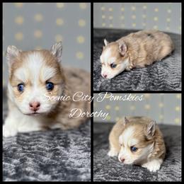 Dorothy - Merle female Pomsky puppy in Rossville, Georgia from Scenic City Pomskies