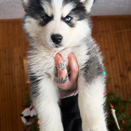 2 - Black and white female Siberian Husky puppy in Solon Springs, Wisconsin from Snowfall Siberians