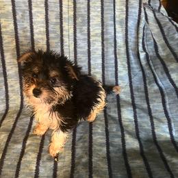 Lori - Chocolate and tan female Yorkshire Terrier puppy in Redford Township, Michigan from Childress Yorkies