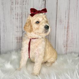 Sugar - Cream female Goldendoodle puppy in Miami, Florida from Jade’s Paws & Co. Of Miami LLC