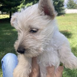 Carleigh - Wheaten female Scottish Terrier puppy in Fenton, Michigan from Carnes Croft Scotties
