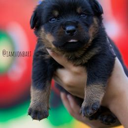Rottweiler Puppies from Vonbart Rottweilers