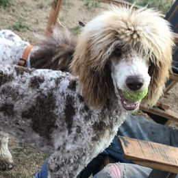 Poodles from Redhead