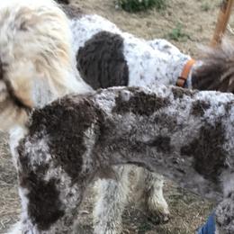 Poodles from Redhead