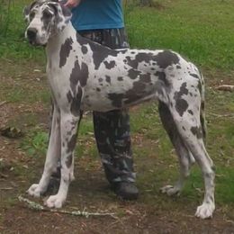 Piper - Great Dane