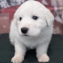 Great Pyrenees Puppies from Outlaw Acres Farm & Kennels