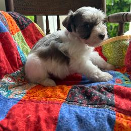 Ta-Da - Parti male Miniature Schnauzer puppy in Oneida, Tennessee from Saving Grace