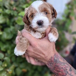 Spice - Apricot female Goldendoodle puppy in Lindon, Utah from Ruby’s Minidoodles LLC