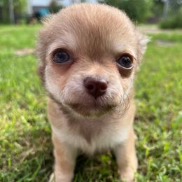 Julie - Chocolate blue female Chihuahua puppy in Coweta, Oklahoma from Green Country Chihuahuas