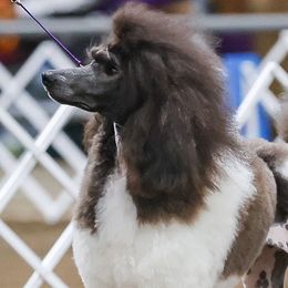 Navy - Poodle