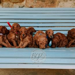 Poodle Puppies from Bridge City Poodles