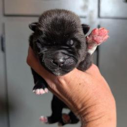 Nebula's Boy 1 - Black male Akita puppy in South Carolina from Sierra Mountain Akitas