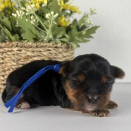 Blue Boy - Black and tan male Yorkshire Terrier puppy in Gainesville, Georgia from Country Dog Kennels.