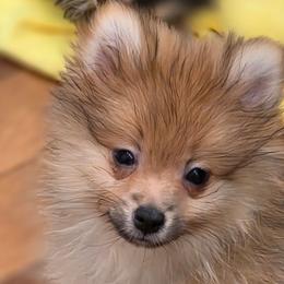 Percy - Orange sable male Pomeranian puppy in El Centro, California from BabyBooPoms