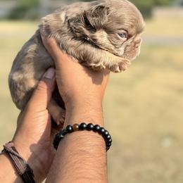 French Bulldog Puppies from Horror Line Frenchies