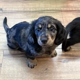 Black and Cream Silver Dapple Male - Dapple male Dachshund puppy in Delta, Colorado from Weinderful Dachshunds