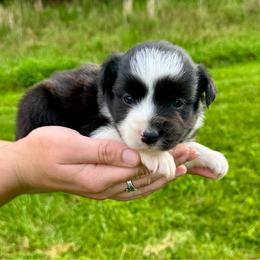 Winston - Black & white male Miniature Australian Shepherd puppy in Mount Carmel, Tennessee from Hill Top Mini Aussies