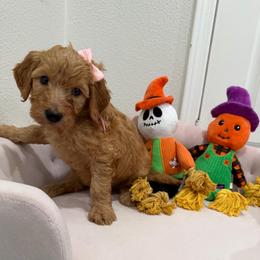 Light Pink - Apricot female Goldendoodle puppy in Bakersfield, California from Lavish Doodles
