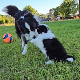 Border Collie and Rottweiler Puppies from K&R RANCH KENNELS