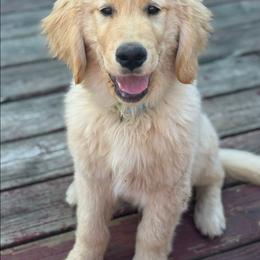 Golden Retriever and Labrador Retriever Puppies from Harvest Moon Farms - Indiana English Cream Golden Retreivers