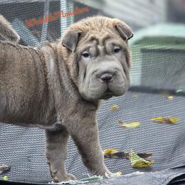 Dolly - Blue female Chinese Shar-Pei puppy in Salem, Ohio from WrinkleMonsters