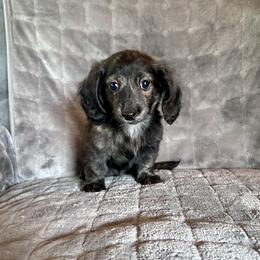 Krazy Acre Farm Lucy - Brindle female Dachshund puppy in Willow Springs, Missouri from Krazy Acre Farm
