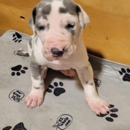 Female 1 - Blue and white female Great Dane puppy in Columbia Stat, Ohio from Rocky Road Chocolate Danes