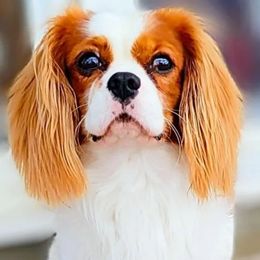 Cavalier King Charles Spaniels from Abigails Fancy Fans Cavaliers