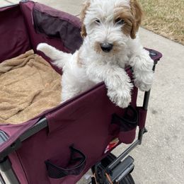 Goldendoodle Puppies from Texas Bella Doodles