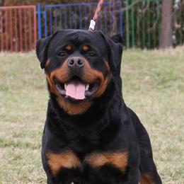 Rottweilers from Von Schwarze Karte Rottweilers