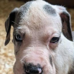 Starbuck - Blue and white female Great Dane puppy in Marlow, New Hampshire from Fox Hill Danes