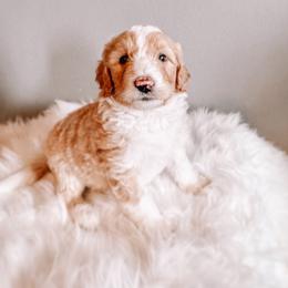 Butterball - Fawn and white male Sheepadoodle puppy in Republic, Missouri from DOOD & Co