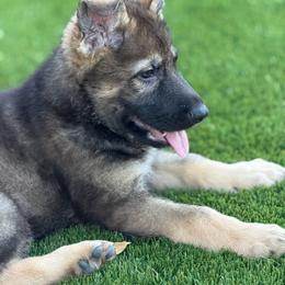 Jax1 - Sable male German Shepherd puppy in Surprise, Arizona from Vom Wustefeuer German Shepherds