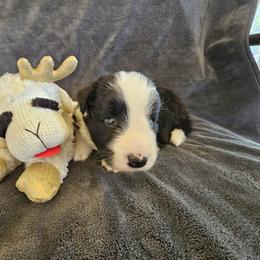 Boy1 - Black and white male Border Collie puppy in Wildwood, Florida from Isle Breez Border Collies