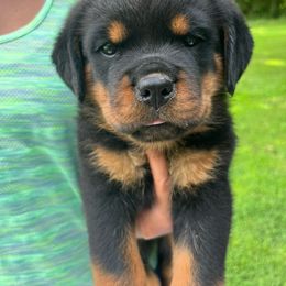 Juno- pink - Black and mahogany female Rottweiler puppy in Wabash, Indiana from Broken Roots Rottweilers
