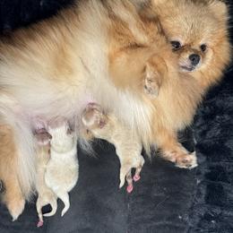 Pomeranian Puppies from Uniquepombabies