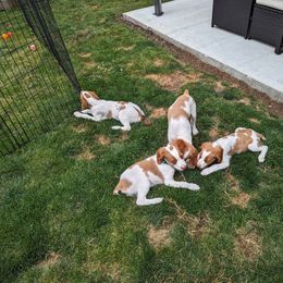 Brittany Puppies from Carrae's Brittanys