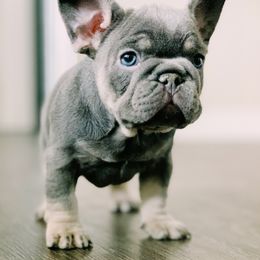 French Bulldog Puppies from Blue Lotus Frenchies